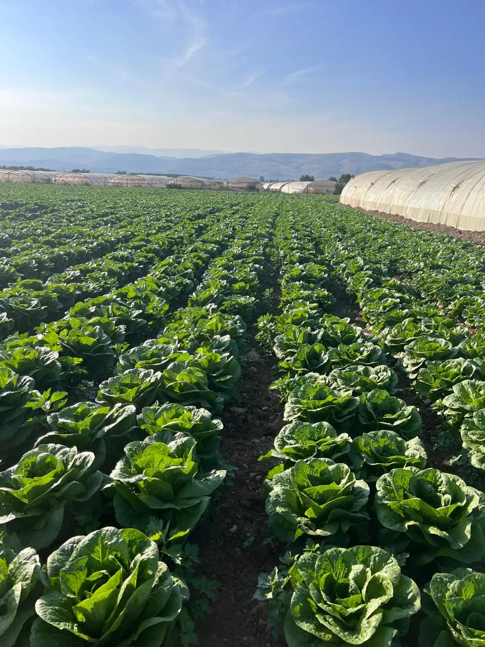 Adapted to Local Conditions