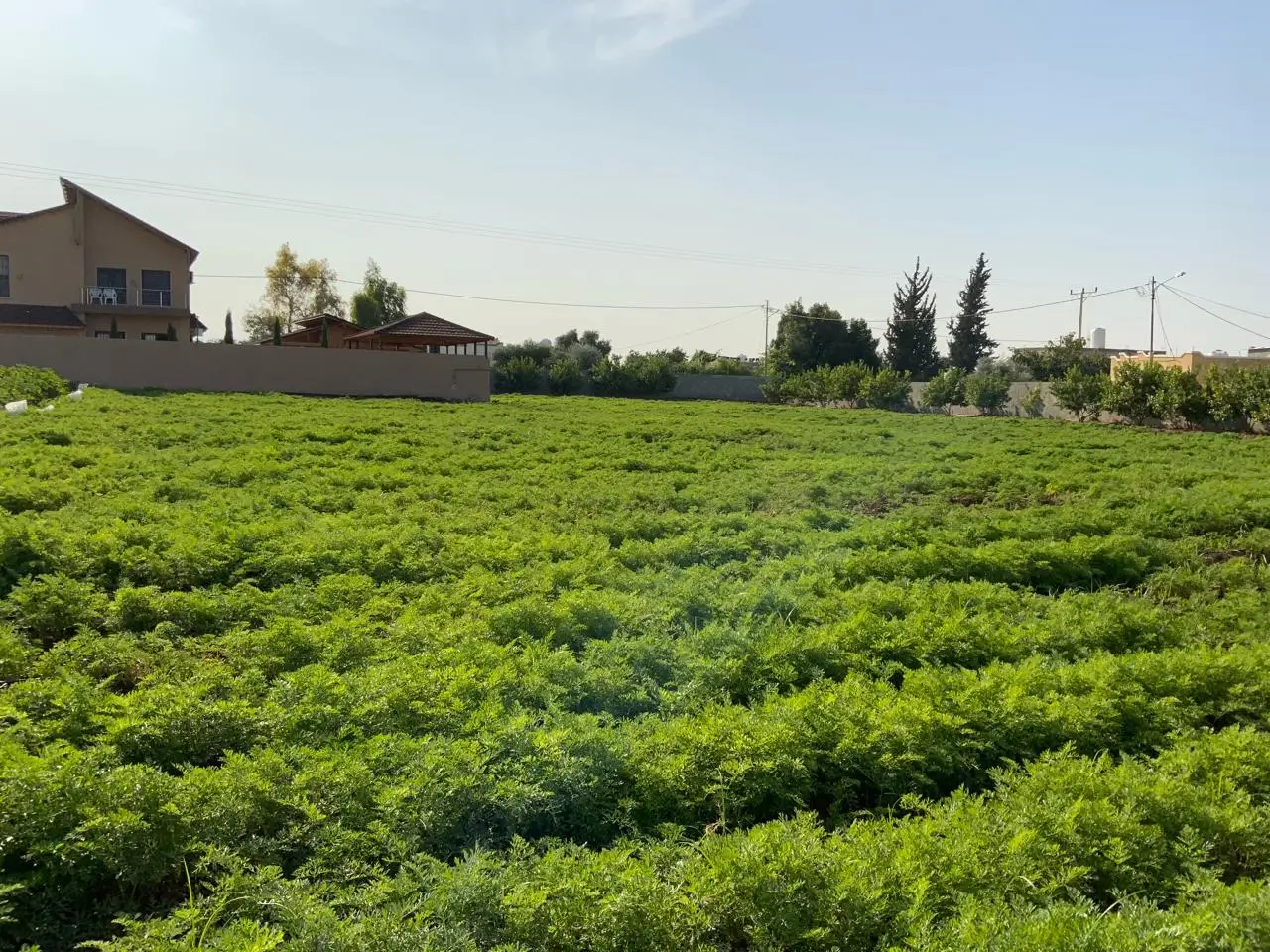 Vegetable Seed Varieties