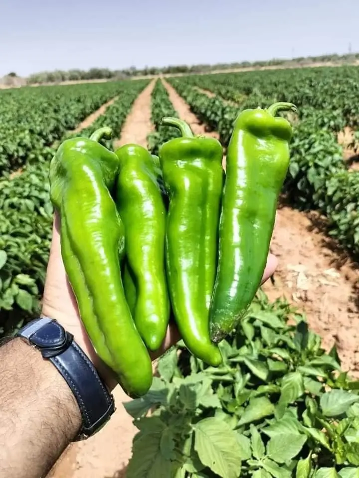 Garden Design Process